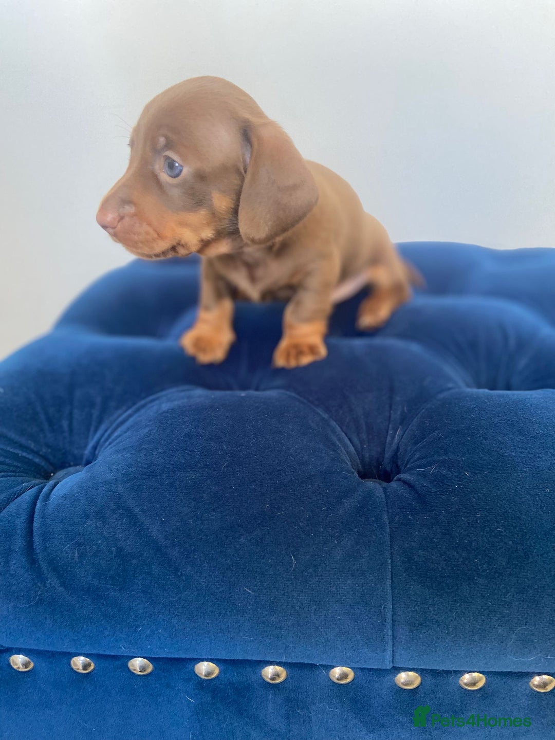 Dachshund dogs for sale: Kc fully health tested parents daxi boys - Advert 2