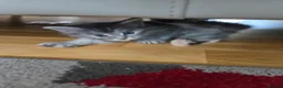 Maine Coon cats for sale: Gorgeous Playful Maine Coon x Ragdoll Mix Kittens - Advert 22