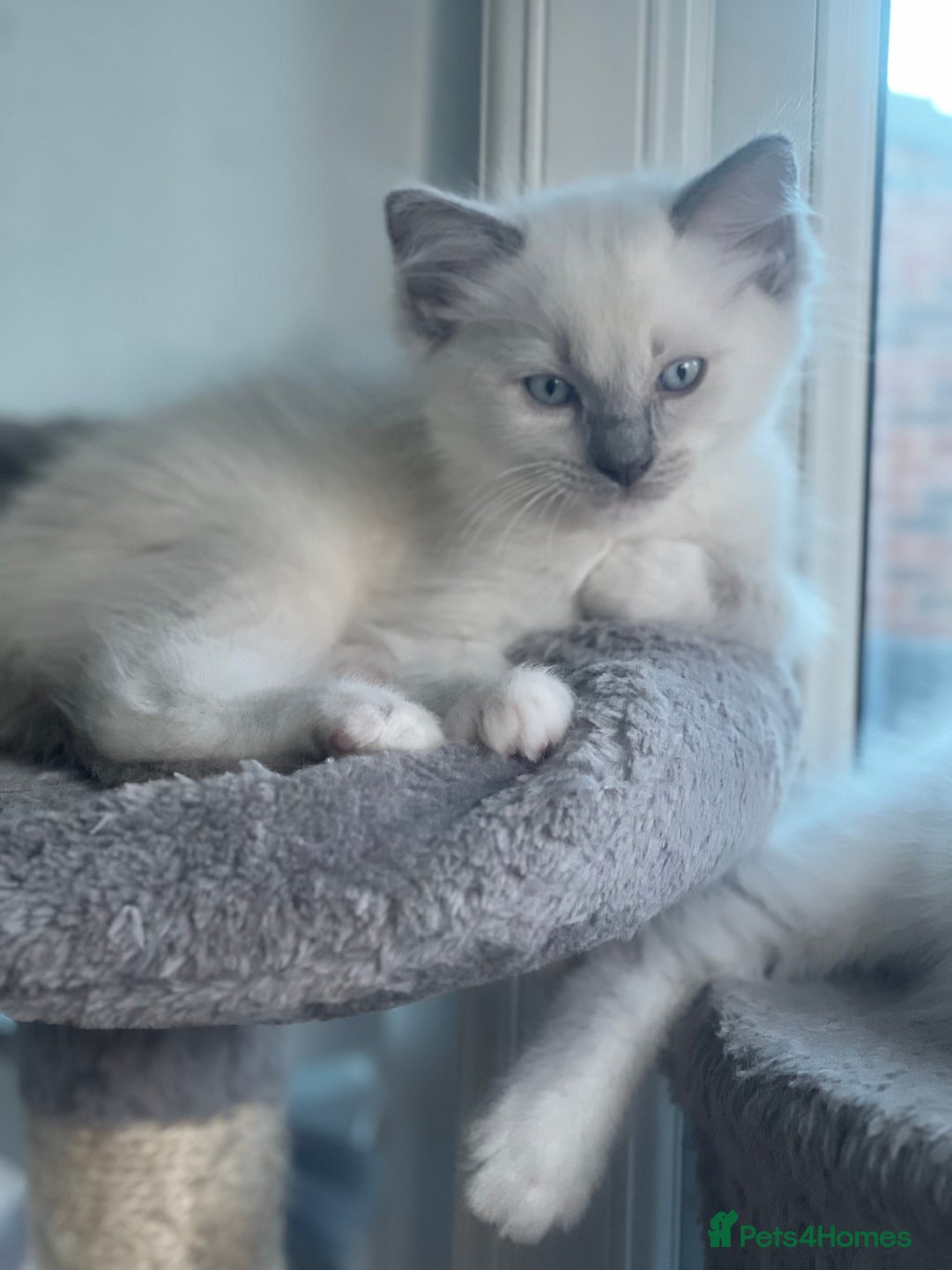 Ragdoll cats for sale: Ragdoll kittens Blue, Lilac & flame or blue/seal - Image 13