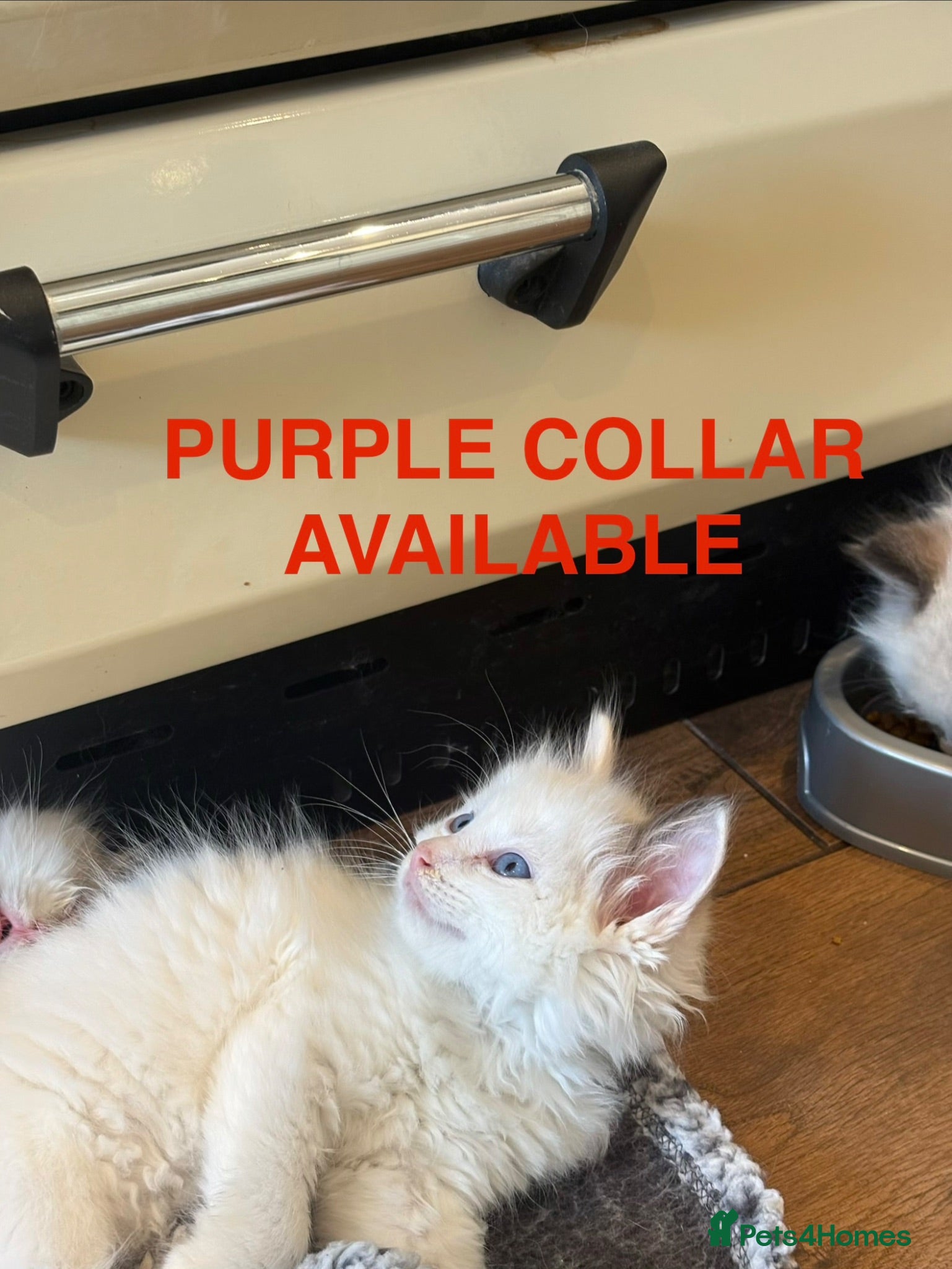Ragdoll cats 💙 3 Left! Beautiful Ragdoll Kittens for Sale - Advert 2