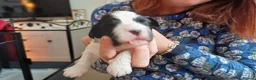 Havanese dogs for sale: Stunning KC registered Havanese puppies - Advert 10