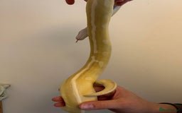 Python Snake reptiles for sale: Crystal Ball Python CB20 - Image 6