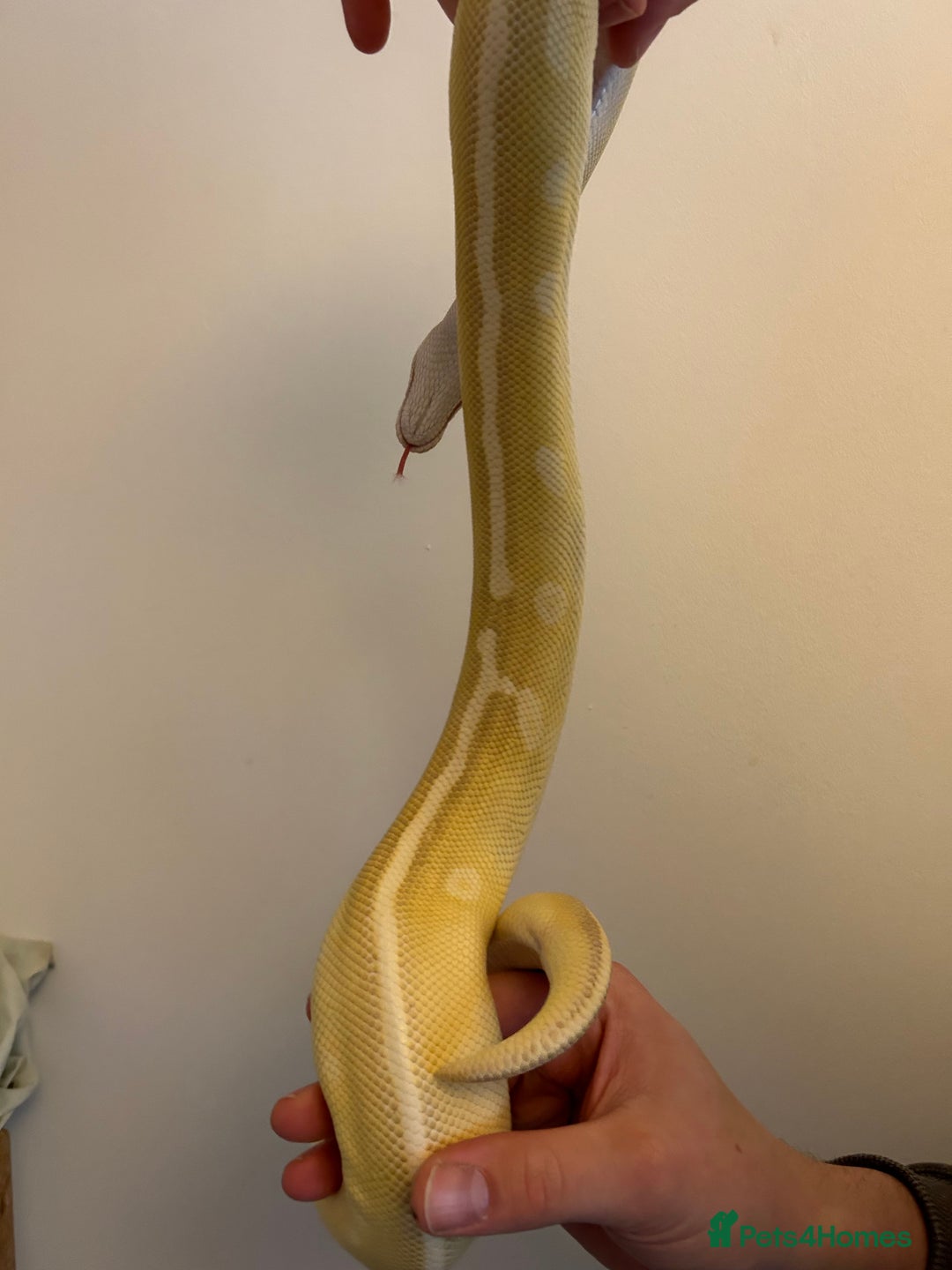 Python Snake reptiles for sale: Crystal Ball Python CB20 - Image 6