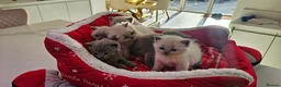 British Shorthair cats for sale: 6 gorgeous bsh  kittens . - Advert 14