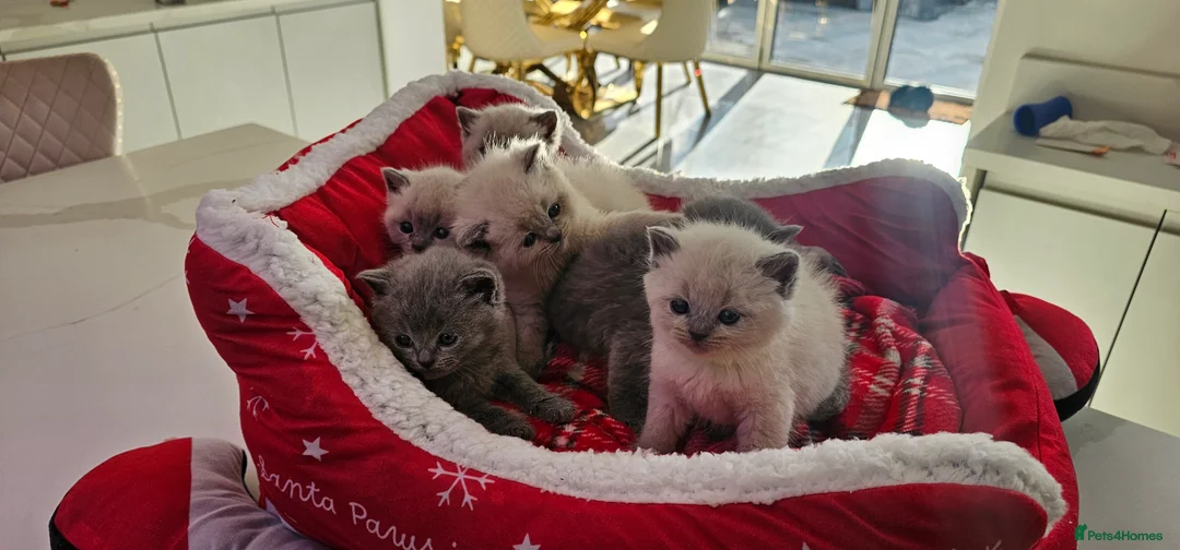 British Shorthair cats for sale: 6 gorgeous bsh  kittens . - Advert 14