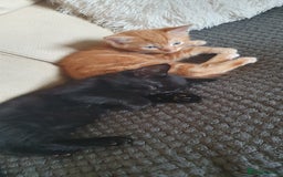Mixed Breed cats for sale: Adorable kittens  - Image 9