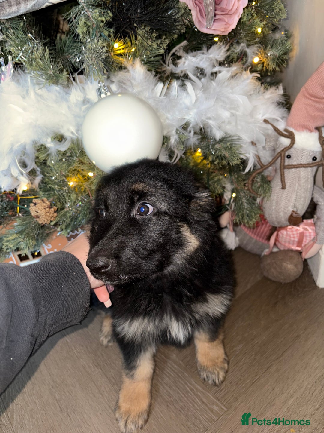 German Shepherd dogs for sale: 🐾 Beautiful Family-Raised German Shepherds 🐾 - Advert 25