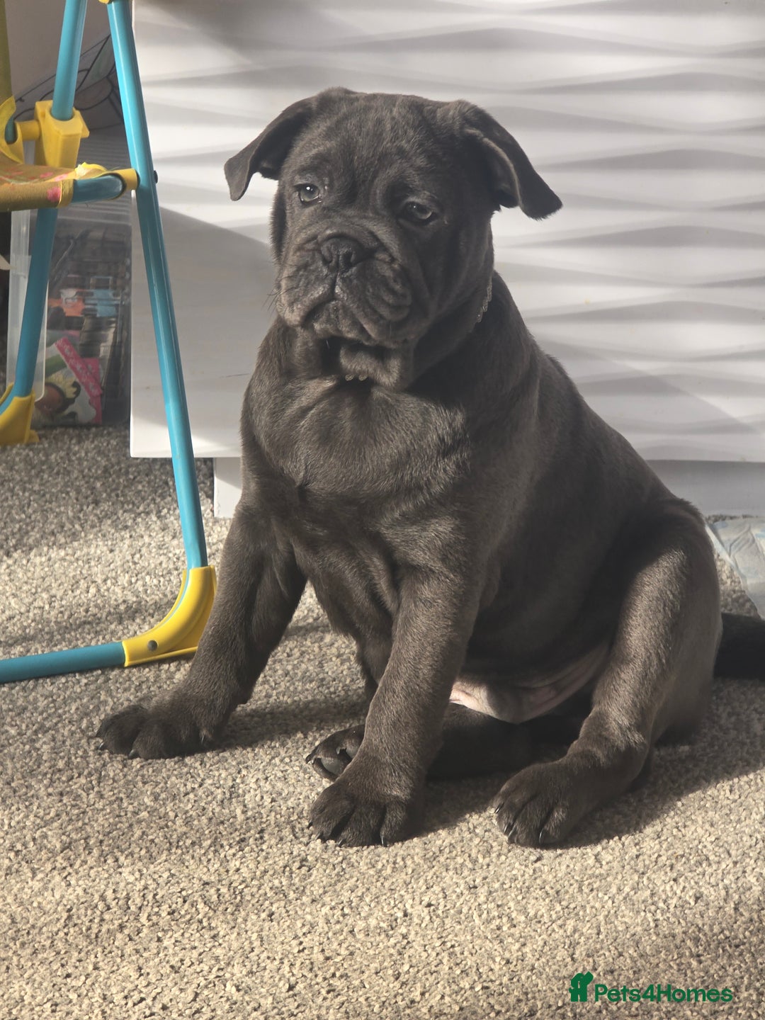 Mixed Breed dogs for sale: English bulldog x pug - Advert 5