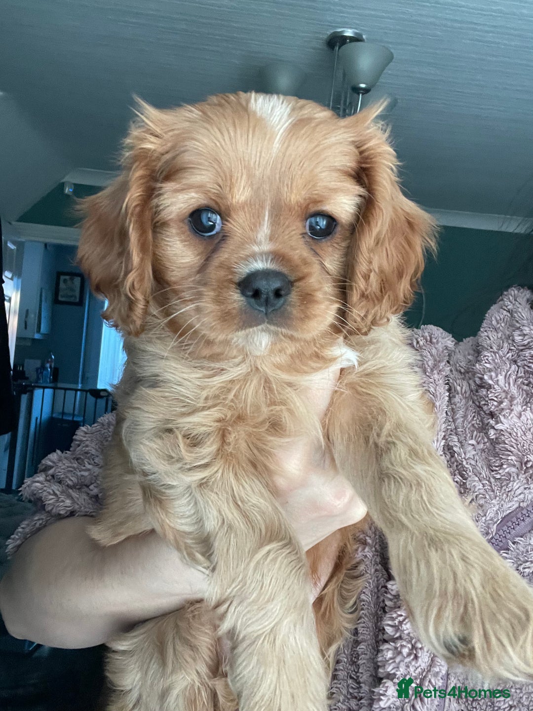 Cavalier King Charles Spaniel dogs for sale: Cavalier King Charles Spaniel Puppies - Advert 4