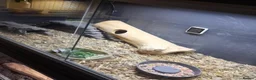 Lizard reptiles for sale: Moroccan Uromasty  - Advert 4