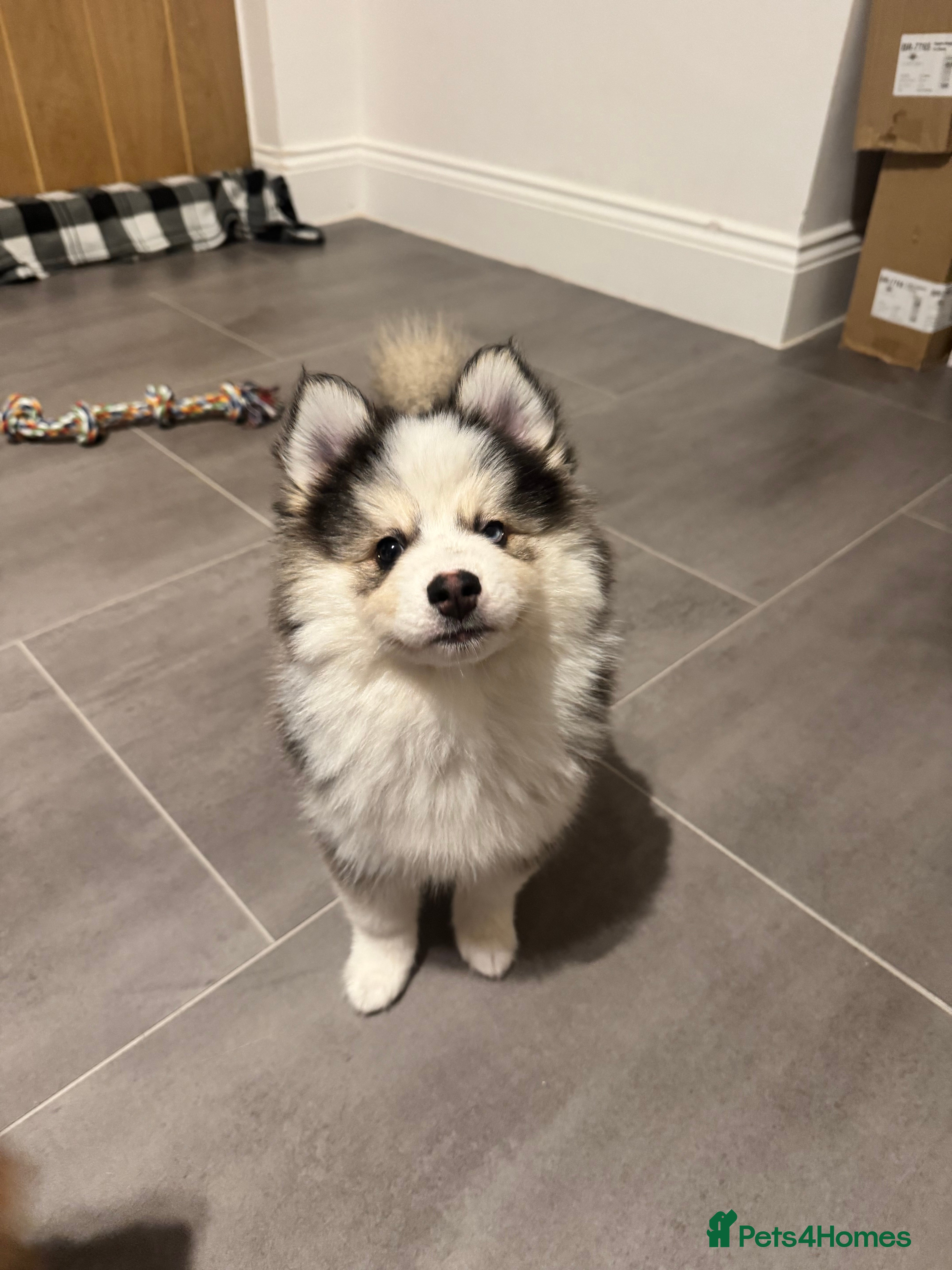 Pomsky dogs Lilac sired F2 masked Pomsky blue eyes  - Advert 1