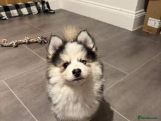 Pomsky dogs Lilac sired F2 masked Pomsky blue eyes - Advert 1