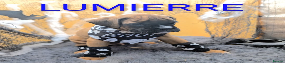 Lumierre 
