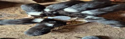 Border Collie dogs for sale: Border collie pups looking for new home - Advert 4