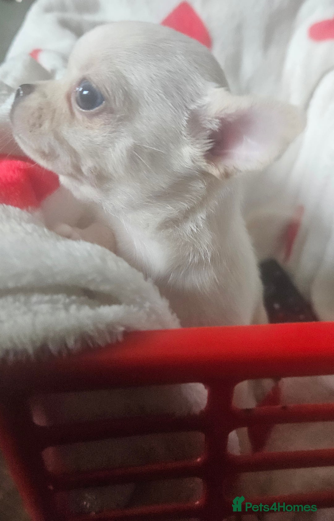 Chihuahua dogs for sale: Teeny Chihuahua Pup   - Image 4