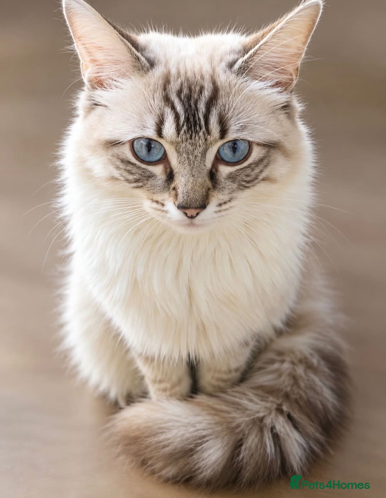 Ragdoll cats Ragdoll kittens 🐾 - Advert 1