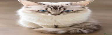 Ragdoll 2