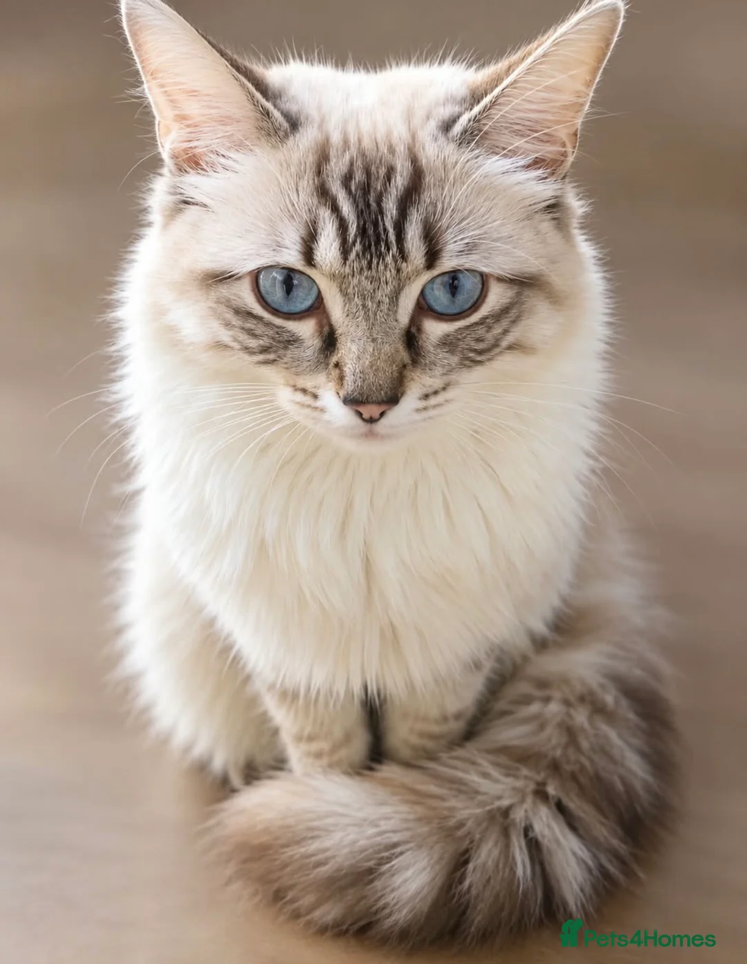 Ragdoll cats for sale: Ragdoll kittens 🐾 - Advert 1