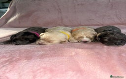 Cavapoo dogs for sale: BEAUTIFUL CAVAPOO PUPPIES HEALTH TESTED PARENTS  - Image 18