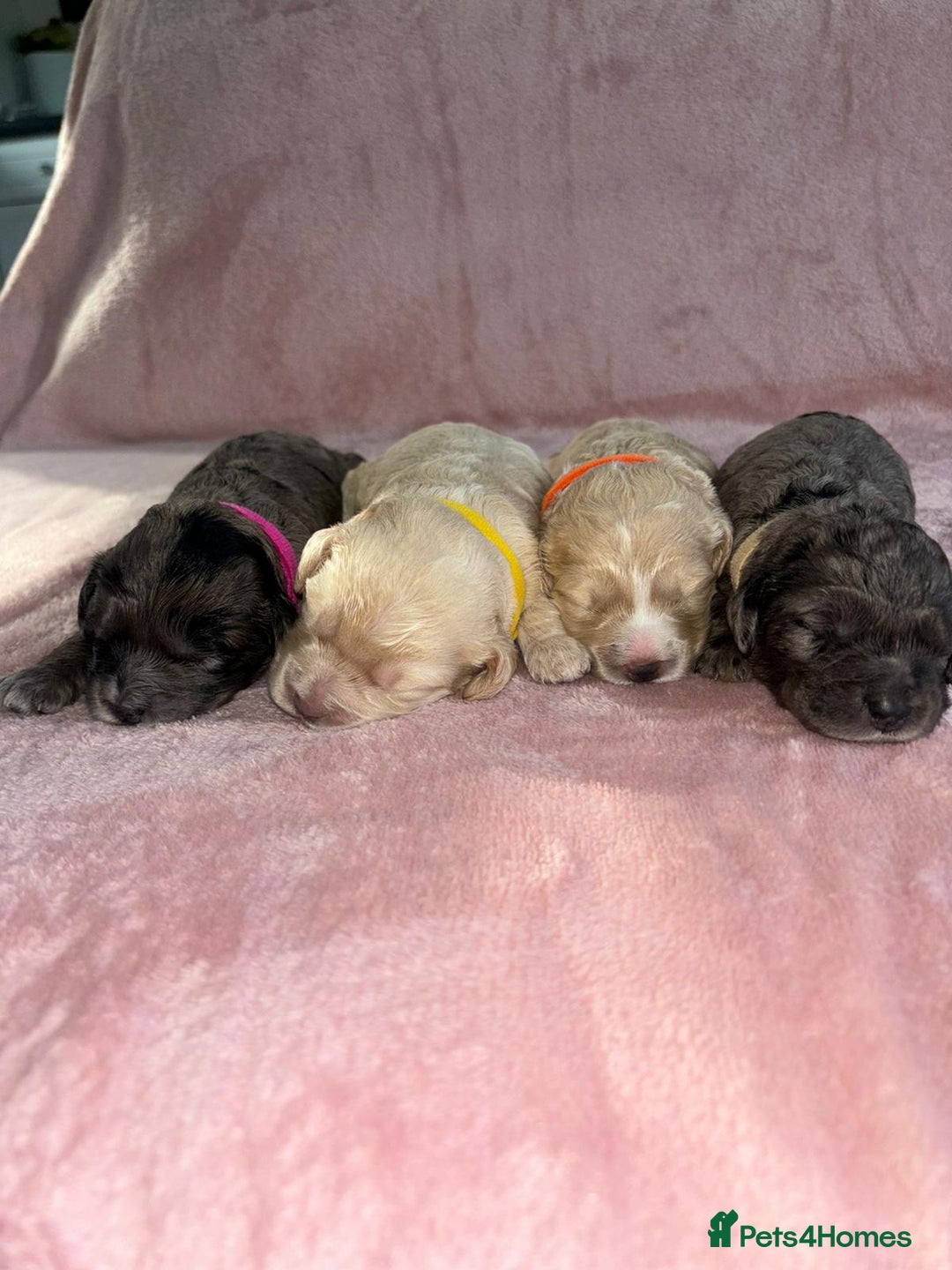 Cavapoo dogs for sale: BEAUTIFUL CAVAPOO PUPPIES HEALTH TESTED PARENTS  - Image 18