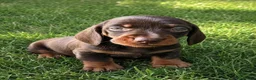 Dachshund dogs for sale: Dachshund mini  - Advert 2