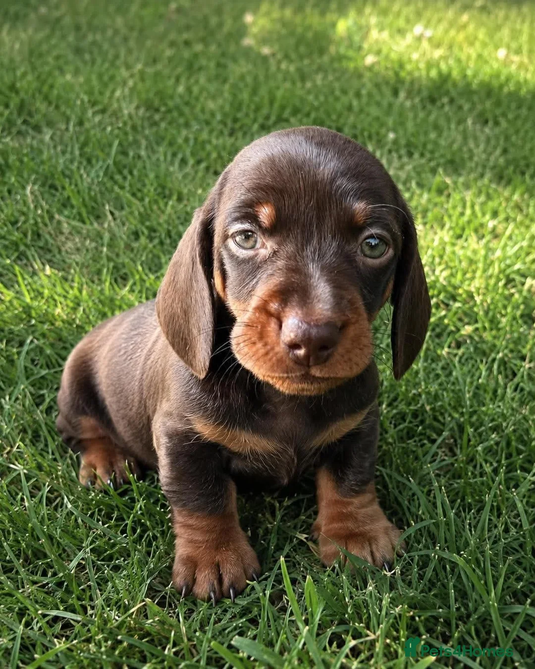 Dachshund dogs for sale: Dachshund mini  - Advert 2