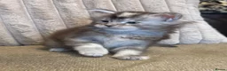 Maine Coon cats for sale: Stunning Tica registered Maine Coon Girl  - Advert 1