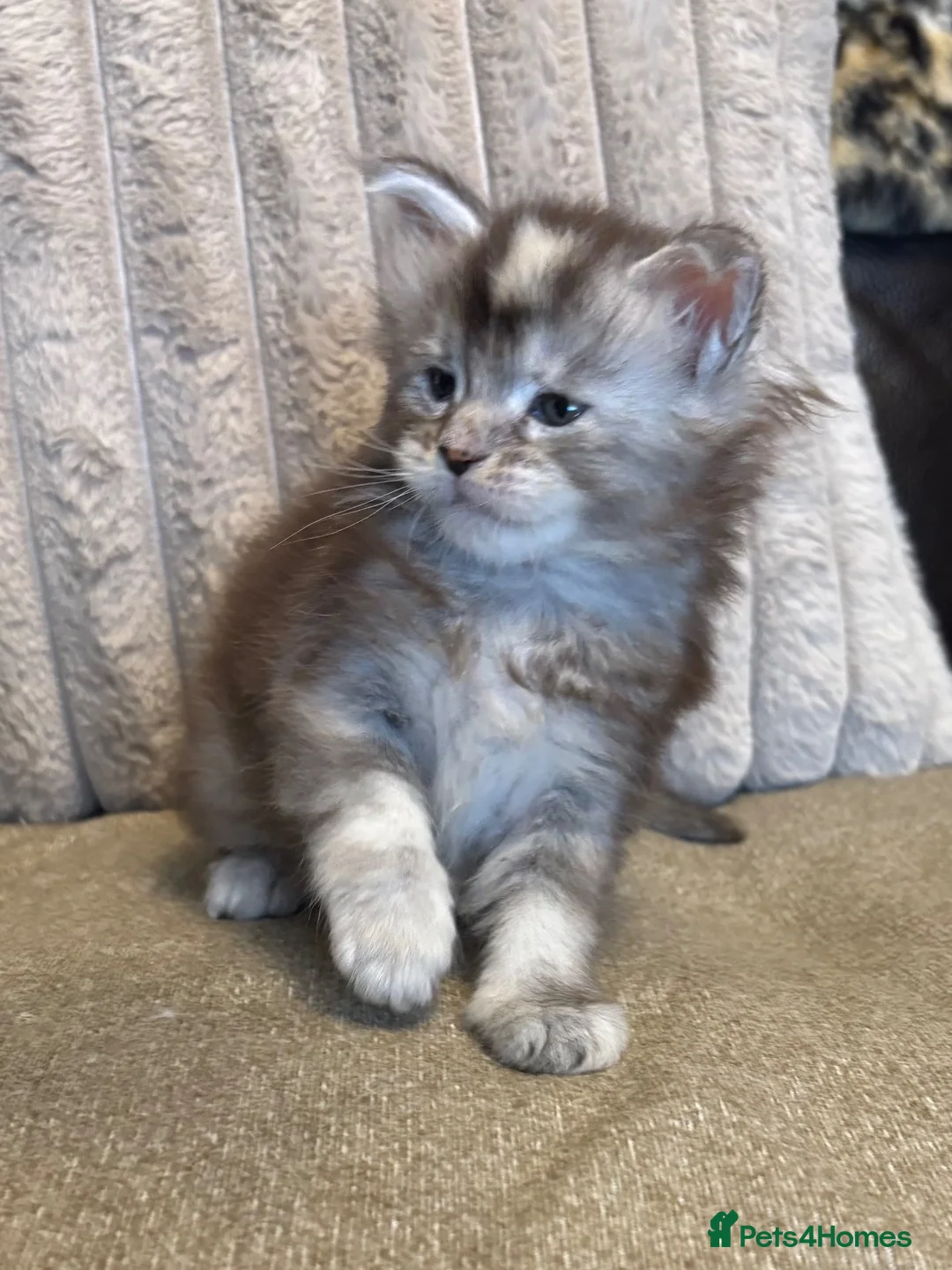 Maine Coon cats for sale: Stunning Tica registered Maine Coon Girl  - Advert 1