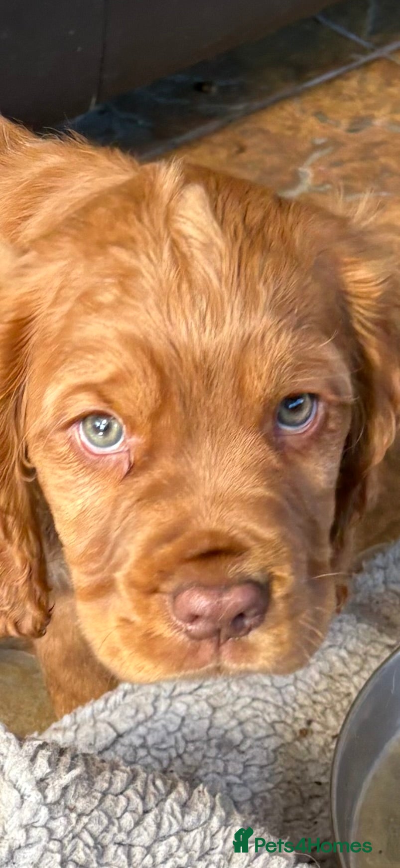 Cocker Spaniel dogs Two pure bred KC reg puppies looking for homes - Advert 1