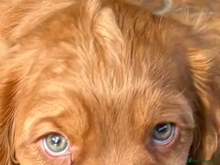 Cocker Spaniel dogs for sale: Two pure bred KC reg puppies looking for homes - Advert 2