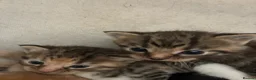 Domestic Shorthair cats for sale: Kittens looking for forever families 🫶🏼 - Advert 14
