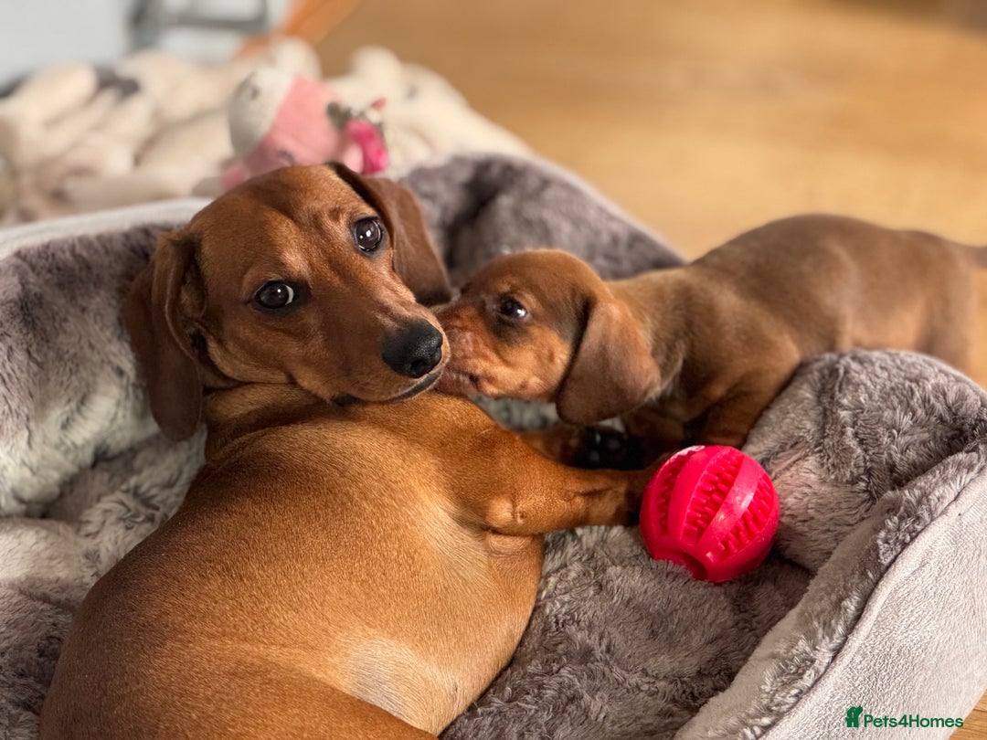 Miniature Dachshund dogs for stud: Smooth red miniature dachshund for stud - Image 4