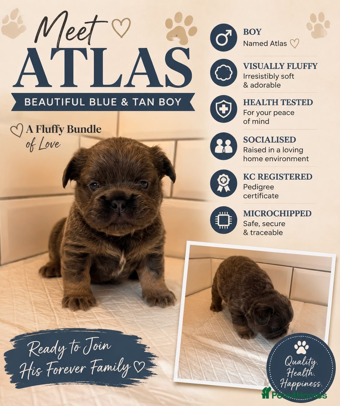 French Bulldog dogs Fluffy French Bulldog Puppies – Ready in 4 Weeks - Advert 13