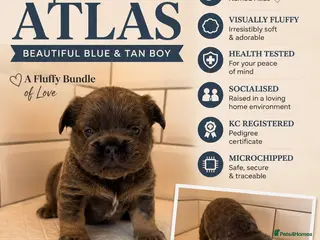 French Bulldog dogs Fluffy French Bulldog Puppies – Ready in 4 Weeks - Advert 2