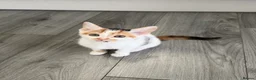 Mixed Breed cats for sale: 5 lovely kittens for sale  - Advert 28