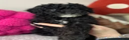 Toy Poodle dogs for sale: Toy poodle puppies READY NOW! - Advert 10