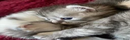 Maine Coon cats for sale: Our beautiful babies have been born! - Advert 10