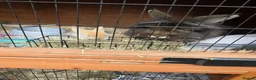 Lionhead rabbits for sale: Double maned lionhead babies - Advert 7