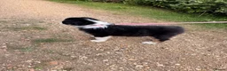Australian Shepherd dogs for sale: The last beautiful female Australian Shepherd in Poole - Advert 23