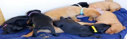 Labrador Retriever dogs for sale: Stunning chunky fox red & black labrador pups - Advert 9