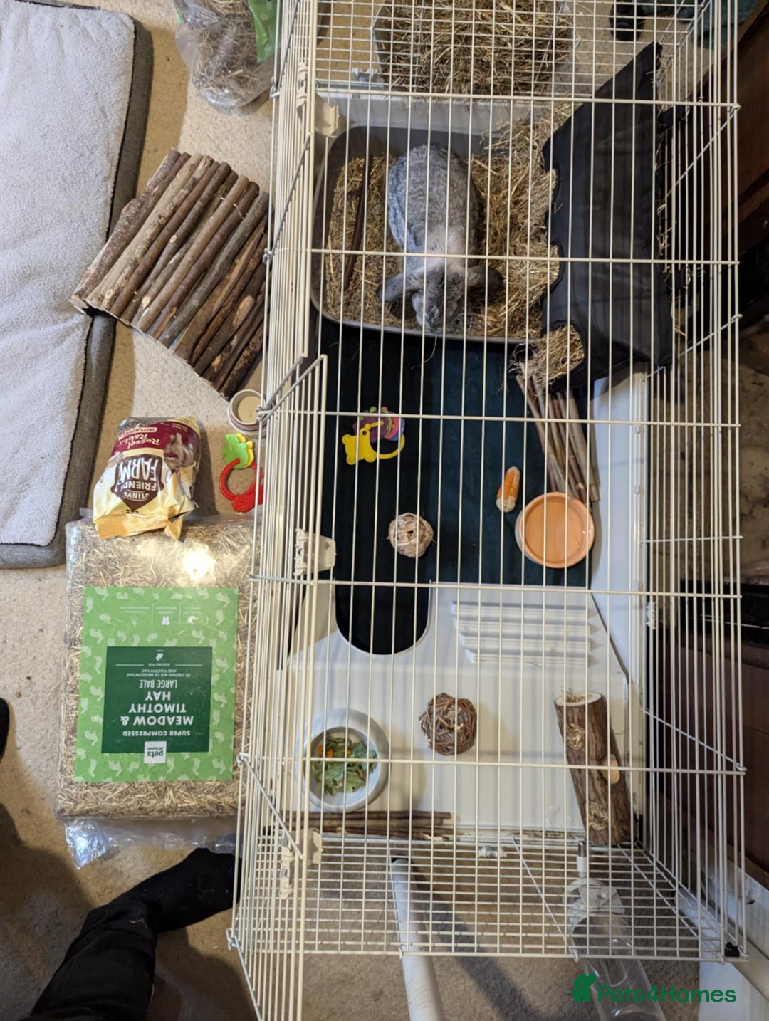 Mini Lop rabbits for sale: Adorable Mini-Lop-Cross - Image 11