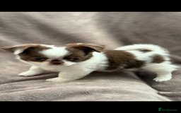 Chihuahua dogs for sale: Chihuahuas - Image 5