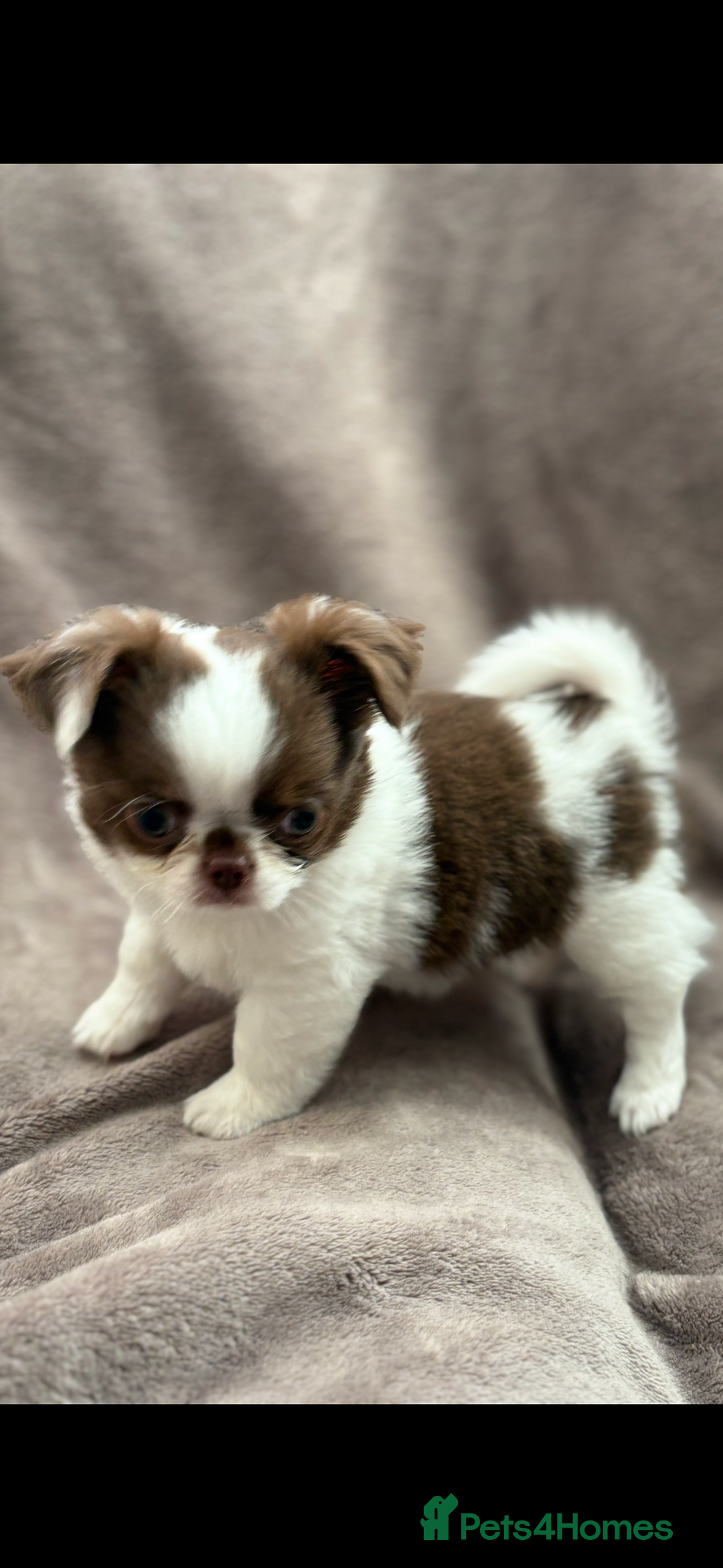 Chihuahua dogs for sale: Chihuahuas - Image 5