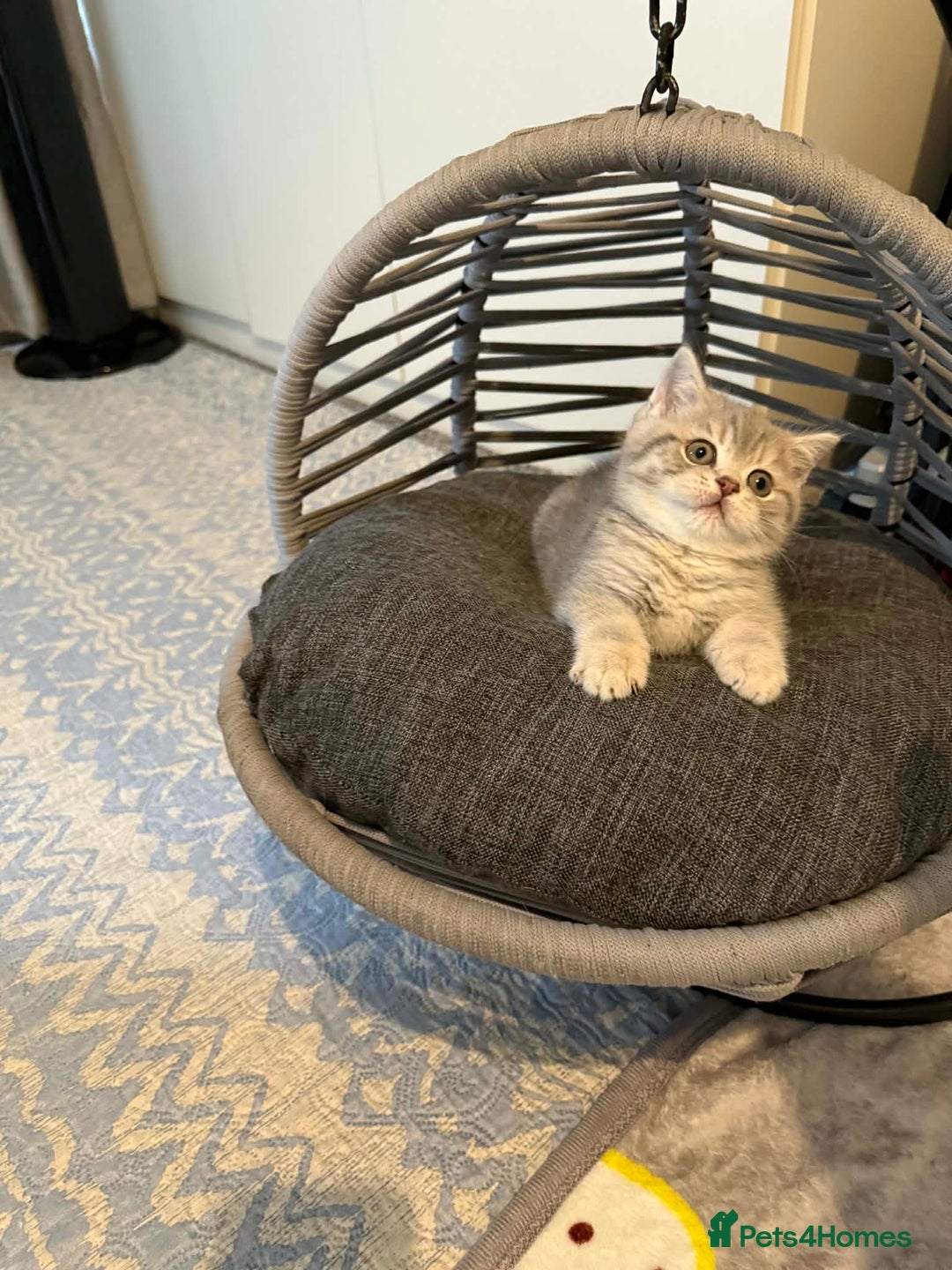 British Shorthair cats for sale: BSH kittens for sale  - Advert 6