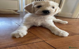 Labradoodle dogs for sale: Multigen Mini Labradoodle Puppies Available Now - Image 40