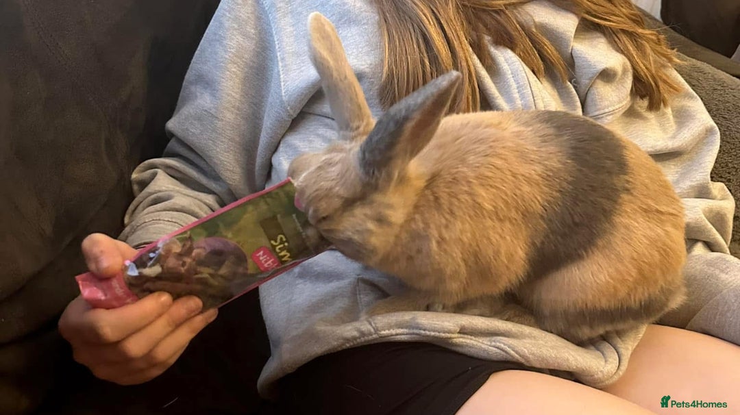 Mixed Breed rabbits for sale: 2 sisters  - Advert 3