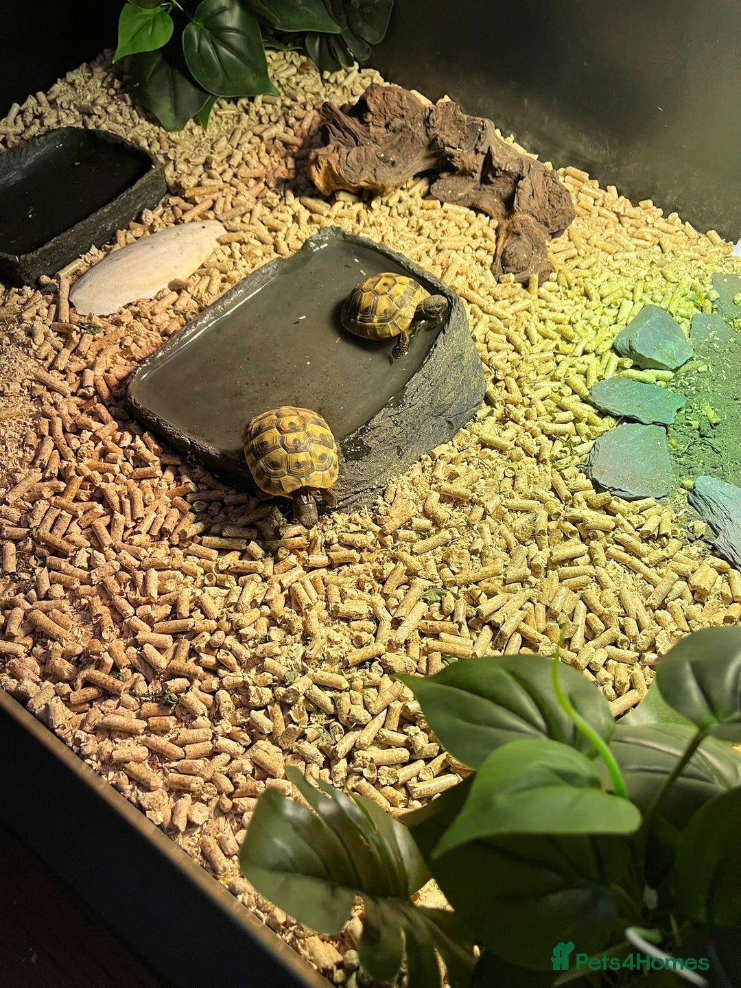 Tortoise reptiles for sale: 2x baby Herman tortoises  - Image 12