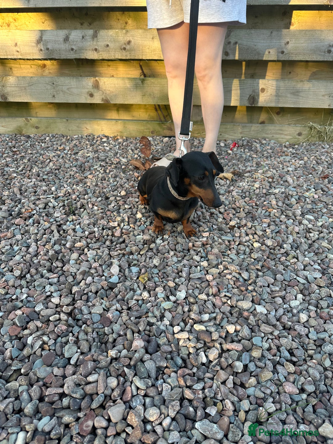 Miniature Dachshund dogs for sale: Miniature dachshund  - Image 18