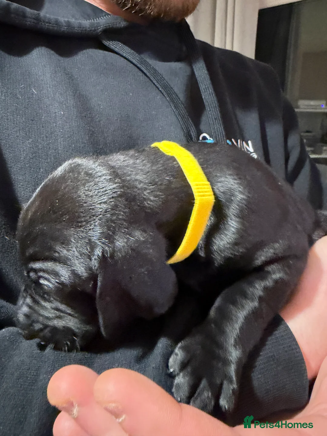 Mixed Breed dogs for sale: Vizmaraner puppies  - Advert 12