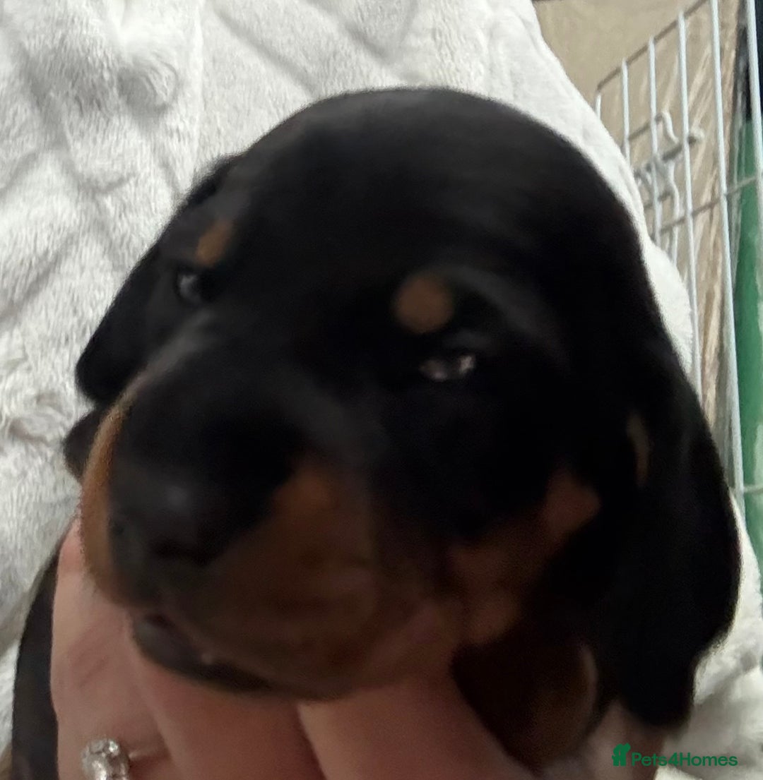 Miniature Dachshund dogs for sale: Venus is a mama to 5! - Image 23
